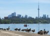 Canadian Geese watch on the beach as people paddle in a canoe on Lake Ontario in Toronto on Monday, July 15, 2019. In Canada's largest city, raw sewage flows into Lake Ontario so often, Toronto tells people they should never swim off the city's beaches for least two days after it rains. THE CANADIAN PRESS/Nathan Denette