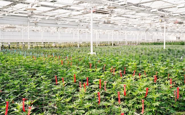 Marijuana plants is shown in this undated handout image provided by Aphria. Cannabis company Aphria Inc. reported a profit of $16.4 million in its latest quarter, its second consecutive quarter of profitable growth. The company said the profit for the quarter ended Aug. 31 amounted to seven cents per share, up from $15.8 million or five cents per share in the prior quarter. Aphria earned $21.2 million or nine cents per share in the same quarter last year. THE CANADIAN PRESS/HO-Aphria *MANDATORY CREDIT*