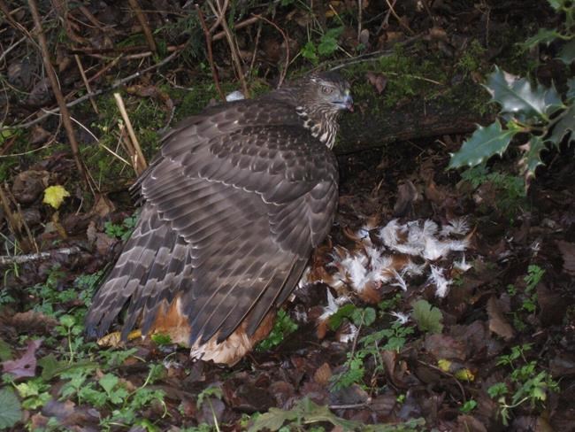 A northern goshawk is shown feeding on a chicken in this undated handout photo. A new study by University of British Columbia researchers has found that Haida Gwaii's population of northern goshawks are the last remnant of a highly distinct genetic cluster of the birds. Researchers estimate the population of birds may have been evolving separately on Haida Gwaii for 20,000 years. THE CANADIAN PRESS/HO - Caitlin Blewett