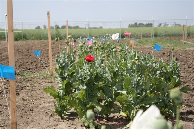 Ottawa is being asked to approve the cultivation of thebaine poppies, shown in this undated handout from API Labs, near Lethbridge, Alberta. The thebaine poppies do not have the addictive qualities of opium poppies but can be used in pharmaceutical products. API wants to build a $120 million production facility. THE CANADIAN PRESS/HO-API Labs