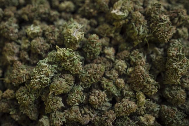 Cannabis harvested is photographed in Fenwick, Ont., on June 26, 2018. A new study suggests teens who regularly smoke weed are at greater risk of developing depression and suicidal behaviour in young adulthood. THE CANADIAN PRESS/Tijana Martin