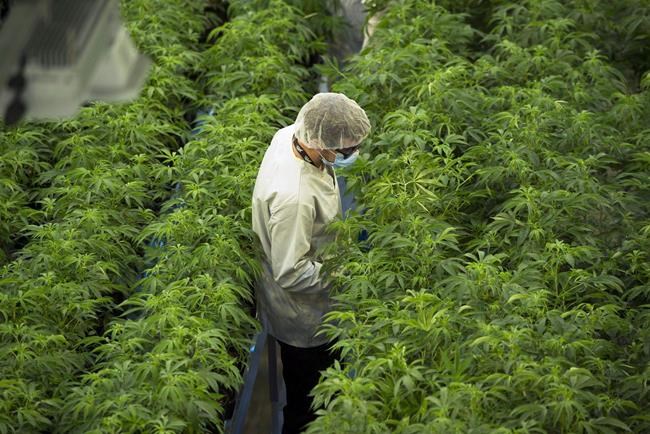 Staff work in a marijuana grow room that can be viewed by through the new visitors centre at Canopy Growths Tweed facility in Smiths Falls, Ont., on Thursday, Aug. 23, 2018. Canopy Rivers Inc., the venture capital arm of cannabis company Canopy Growth Corp., swung to a loss in its latest quarter as its operating expenses soared. The Toronto-based firm reported Tuesday a loss of $1.8 million in the three months ended March 31 compared with a profit of nearly $14.6 million in the same quarter last year.THE CANADIAN PRESS/Sean Kilpatrick