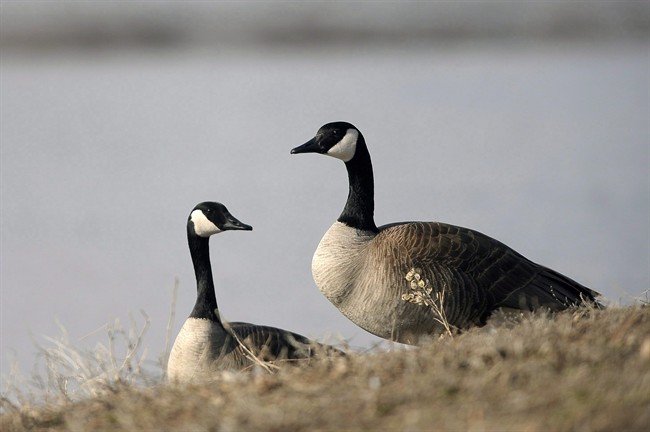 Egg addling program shakes up Canada geese population in Okanagan ...