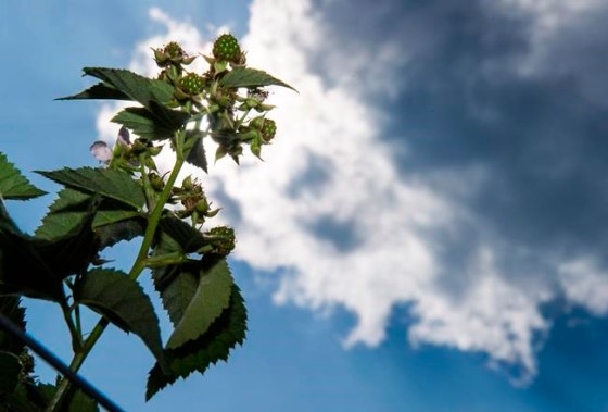 When raspberries are unproductive, it is usually related to how and when they have been pruned. (Cliff Owen / The Canadian Press files)