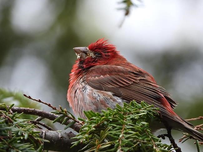 A purple finch showing signs of trichomoniasis is seen in this undated handout photo. Nova Scotians are being advised by a bird conservation group to remove bird feeders and close up bird baths around their property as a fatal disease spread by damp, human-provided seed is killing purple finches. THE CANADIAN PRESS/HO, Jeannie Fraser *MANDATORY CREDIT*