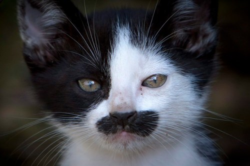 A kitten looks on near the village of Guvecci, Turkey, Sunday, June 19, 2011. Researchers at Dalhousie University in Halifax have restored normal sight to kittens with an induced lazy eye by keeping them in the dark for a period of time.THE CANADIAN PRESS/AP/Vadim Ghirda
