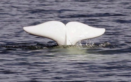 Carving out an area for special protection could help mitigate the impact of climate change and industry on beluga whales.