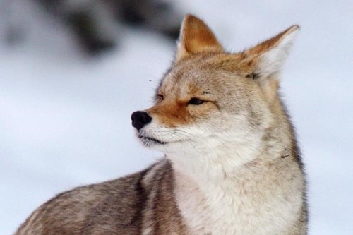 A coyote is seen near the course during the women's downhill race at Lake Louise, Alta., Friday, Dec. 6, 2013. A healthy coyote population is helping to drive what Saskatchewan fur trappers expect will be another strong year for their industry. THE CANADIAN PRESS/Jonathan Hayward