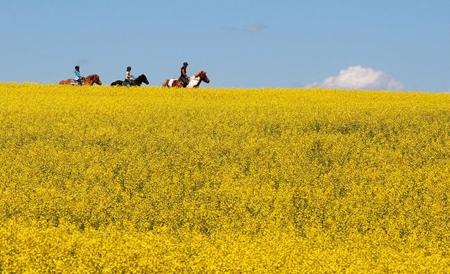 A woman and two young girls ride horses through a canola field near Cremona, Alta., Tuesday, July 16, 2013. THE CANADIAN PRESS/Jeff McIntosh
