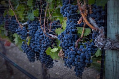 Ripe grapes hang on vines protected from birds with a net at the Okanagan Valley's River Stone Estate Winery in Oliver, B.C., Monday, Sept. 12, 2016. A new study suggests it's the origins of the wine expert - not just the wine - that can impact perceptions of wine quality. THE CANADIAN PRESS/Jeff McIntosh