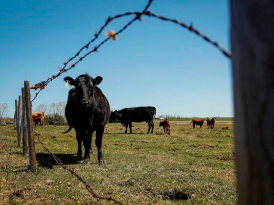 A cow peers out from a pasture on a ranch near Cremona, Alta., Tuesday, May 19, 2015. A report in a Quebec newspaper says China has suspended all Canadian meat exports in a dramatic escalation of its diplomatic dispute with Canada over the December arrest of Huawei executive Meng Wanzhou in Vancouver. THE CANADIAN PRESS/Jeff McIntosh