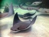 Stingrays swim through the water at the Stingray Beach pavillion in Assiniboine Park Zoo, in Winnipeg, in an undated handout photo. THE CANADIAN PRESS/HO-Assiniboine Park Zoo, Wayne Hewitt, *MANDATORY CREDIT*