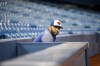 Toronto Blue Jays' Kendrys Morales takes a seat before an on-field session in Toronto on Wednesday, March 27, 2019. Blue Jays have reportedly traded DH Kendrys Morales to the Oakland Athletics. THE CANADIAN PRESS/Chris Young