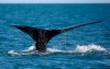 In this Wednesday March 28, 2018 photo, a North Atlantic right whale feeds on the surface of Cape Cod bay off the coast of Plymouth, Mass. An ocean advocacy group is campaigning for unified action from Canadian and U.S. governments to save North Atlantic right whales from extinction. THE CANADIAN PRESS/AP-Michael Dwyer