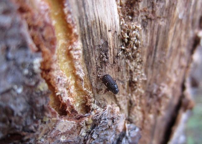 A dead pine beetle is shown on the inside of a piece of bark peeled from a beetle-killed tree near Albany, Wyo., on July 12, 2017. THE CANADIAN PRESS/AP, Dan Elliott