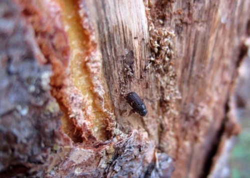 A dead pine beetle is shown on the inside of a piece of bark peeled from a beetle-killed tree near Albany, Wyo., on July 12, 2017. THE CANADIAN PRESS/AP, Dan Elliott