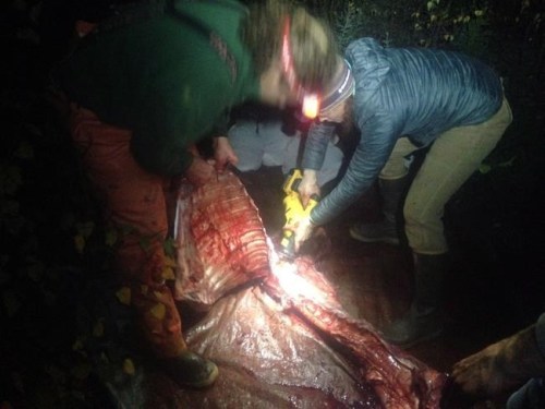 People cut up a moose carcass after being hit by a car in Alaska in this undated handout photo. Jeremy Vander Meer had his first experience with salvaging a roadkill moose soon after he moved to Alaska nearly five years ago. 