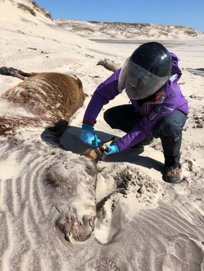 University of Saskatchewan graduate student and Vanier scholar Julie Colpitts collects samples for DNA testing and places an ear tag on a dead horse on Sable Island, N.S. in this undated handout photo. Researchers studying the carcasses of Sable Island's fabled wild horses have discovered many had unusual levels of parasites, suggesting they are tougher than most horses, even as many died of starvation. 