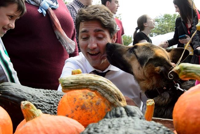 Liberal Leader Justin Trudeau is licked by a dog as he makes a whistle stop at the Green Pig Country Market in Salisbury, N.B., on September 18, 2019. At first glance, it would appear Justin Trudeau's Liberals built an electoral fortress in Atlantic Canada in 2015, having won all of the region's 32 ridings. Four years later, with the party on the defensive over the leader's blackface bombshells, the Liberal ramparts on the East Coast have been shaken, and there are clear indications the Conservatives will make significant gains on election day. THE CANADIAN PRESS/Sean Kilpatrick