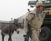Cpl. Scott King, 27, of Lamaline, N.L., from 1 Combat Engineer Regiment, based in Edmonton, returns from grazing Hughes, a two-year-old donkey the soldiers purchased from their Afghan National Army counterparts, at a Canadian patrol base west of Kandahar city, Afghanistan, Tuesday, April 2, 2008. While Remembrance Day is intended to remember those members of Canada's armed forces who gave their lives in defending this country, it is also an important moment to reflect on the cost of war and the sacrifices of all those who have served in uniform. Yet not all those who served Canada - and in some cases laid down their lives - have been people. And while much attention in recent weeks has focused on Conan, the U.S. military dog who helped hunt down the leader of the Islamic State, Canada has its own legacy of animal heroes. THE CANADIAN PRESS/James McCarten
