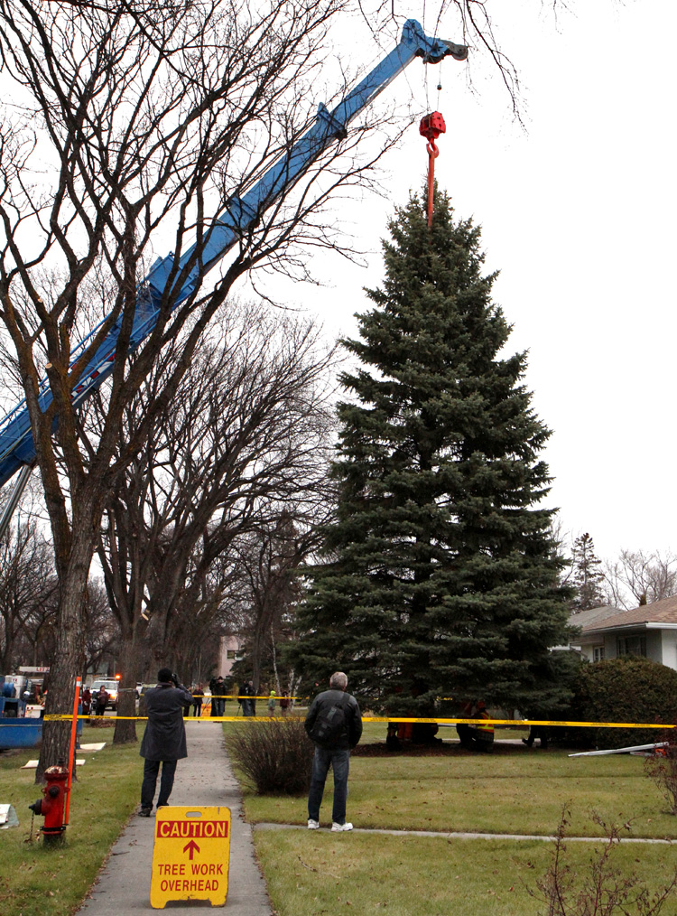 Christmas tree goes up at city hall Winnipeg Free Press