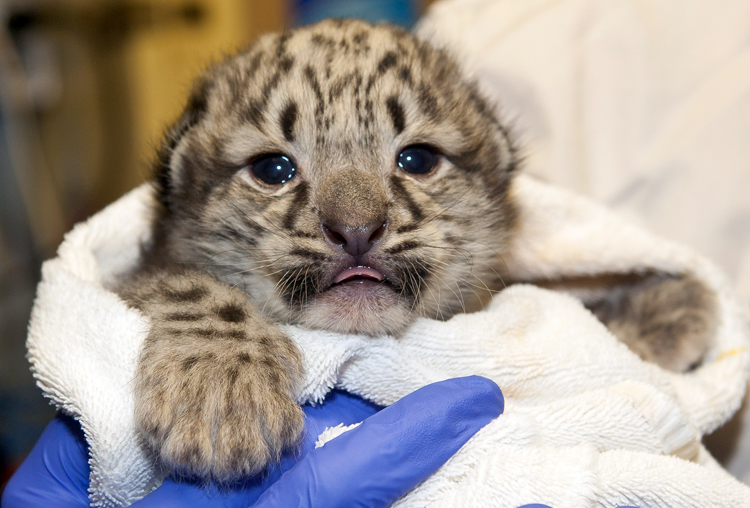 Normal Cub Zoo’s new cubs spotted – Winnipeg Free Press