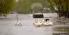 BUD ROBERTSON / WINNIPEG FREE PRESS
Pelicans brave the driving rain as they huddle on a washed-out road at Delta Beach, where flood water is threatening homes.