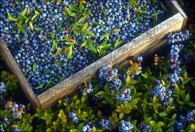Handout / The Canadian Press
Study after study has demonstrated that blueberries, especially wild blueberries, are delivering a very healthy dose of antioxidants that simply cannot be ignored.