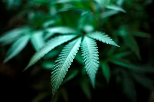 FILE - In this Aug. 15, 2019, file photo, marijuana grows at an indoor cannabis farm in Gardena, Calif. Utah legislators are drafting a proposal to scrap a planned state-run medical cannabis dispensary system after facing pressure from county attorneys who said the system put public employees at risk of being prosecuted under federal drug laws. Republican Senate Majority Leader Evan Vickers says medical cannabis would instead be distributed through up to 12 private dispensaries. (AP Photo/Richard Vogel, File)
