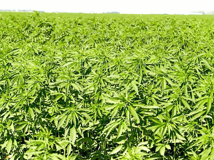 Handout / The Canadian Press
Activists have been struggling to legalize hemp for decades in the United States, but only recently has the issue seemingly caught fire in Congress.