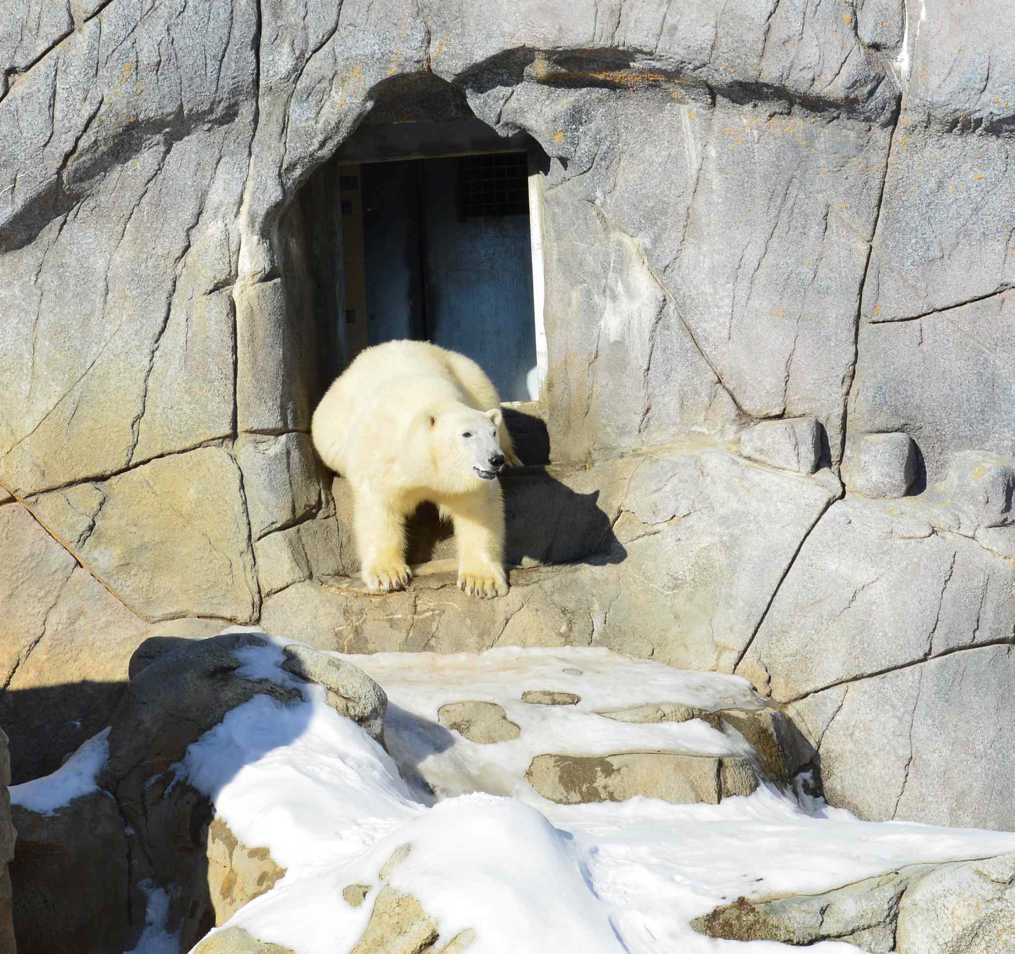 Longer Summer Hours For Assiniboine Park Zoo Winnipeg Free Press