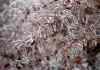 Nathan Denette / The Canadian Press
Ice is shown on tree branches as Toronto was hit by an ice storm in Toronto Sunday.