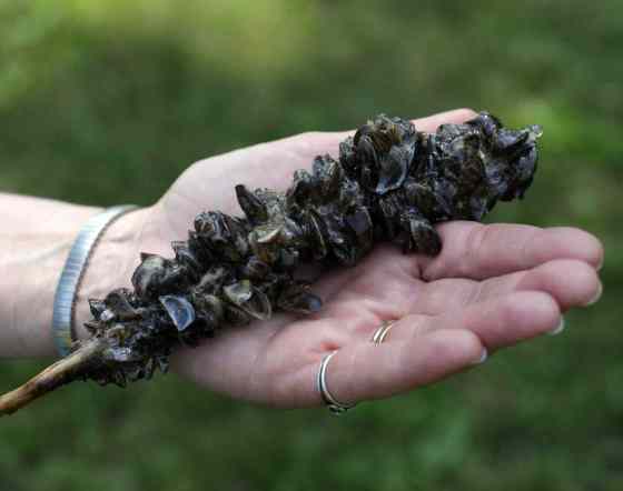 Monica Herndon /  The Associated Press FILESZebra mussels devour organisms that are the food source for newly hatched fish.