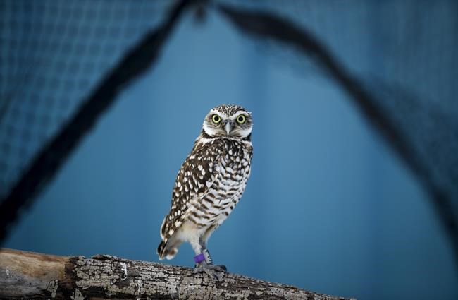 A Burrowing Owl is seen at the Calgary Zoo Conservation Centre near Calgary, Alta., Friday, Jan. 25, 2019. THE CANADIAN PRESS/Jeff McIntosh