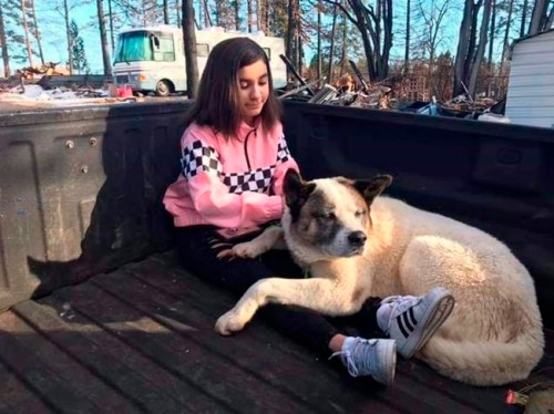 This Feb. 18, 2019 photo provided by Ben Lepe shows Maleah Ballejos reunited with her dog Kingston in Paradise, Calif. The Akita named Kingston was reunited with his family 101 days after he jumped out of their truck as they fled a devastating Northern California wildfire. (Ben Lepe via AP)