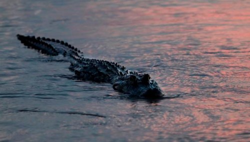 In this Oct. 3, 2018 photo, an alligator floats at dusk in the Davis Pond Diversion in Luling, La. With prices less than half the usual amount for alligator skins, the recent wild harvest in Louisiana was slow. Totals aren't yet in, but the head of the state's alligator program estimates that about 18,000 were taken from the wild. (AP Photo/Gerald Herbert)