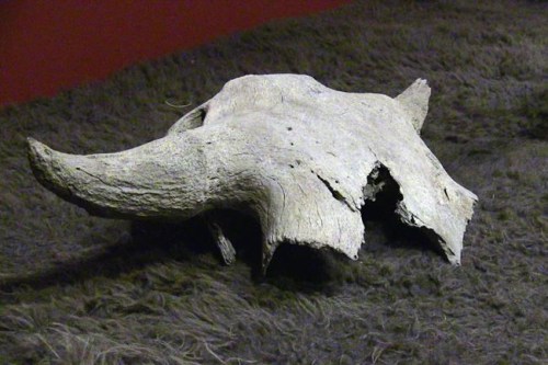 A 2,000-year-old bison skull is shown during a ceremony on the Siksika Nation, Alta., on Friday, Nov. 15, 2019. A 2,000-year-old bison skull unearthed during utility work in the Banff townsite has been returned to a southern Alberta Indigenous community. Members of the Siksika Nation east of Calgary gave the artifact a blessing to welcome it home. THE CANADIAN PRESS/Lauren Krugel