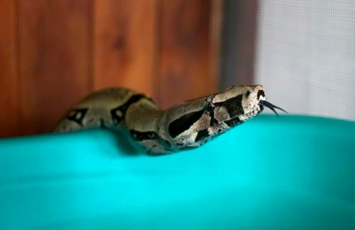 FILE - In this Friday, Jan. 15, 2016 file photo, a Boa Constrictors snake is seen at a museum of venomous snakes in Lima, Peru. The World Health Organization is publishing its first-ever global strategy to tackle the problem of snake bites it was announced on Thursday, May 23, 2019, aiming to halve the number of people killed and disabled by snakes by 2030. Nearly 3 million people are bitten by potentially poisonous snakes every year, resulting in as many as 138,000 deaths. (AP Photo/Martin Mejia)