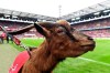 FILE-In this Dec. 13, 2017 file photo the mascot of German Bundesliga club Cologne, Hennes VIII., stands on the pitch prior to a match in Cologne, Germany. The goat called Hennes the Eighth, is retiring due to health reasons. The club says the 12-year-old Hennes suffers from age-related osteoarthritis and will see out his remaining days in the local zoo. The goat was an ever-present at Cologne games since 2008, taking in two relegations and two promotions. He is to be replaced by Hennes the Ninth, a 1-year-old goat of a traditional but endangered breed. (Foto: Federico Gambarini/dpa via AP)