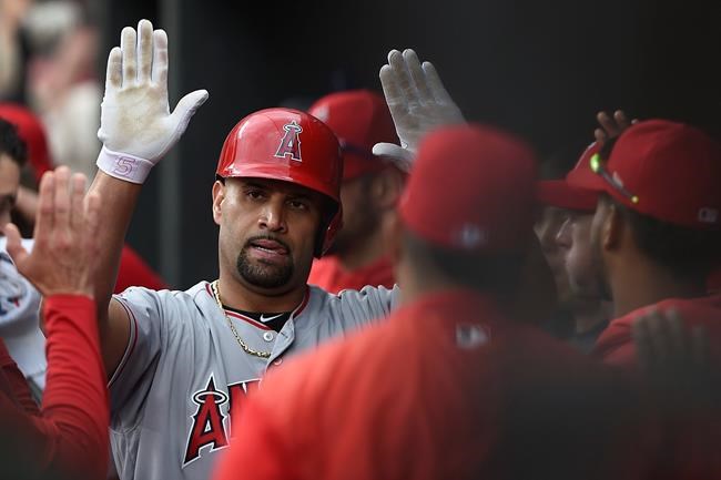Los Angeles Angels' Albert Pujols is congratulated in the dugout after hitting a solo home run against the Baltimore Orioles in the fourth inning of a baseball game Saturday, May 11, 2019, in Baltimore. (AP Photo/Gail Burton)