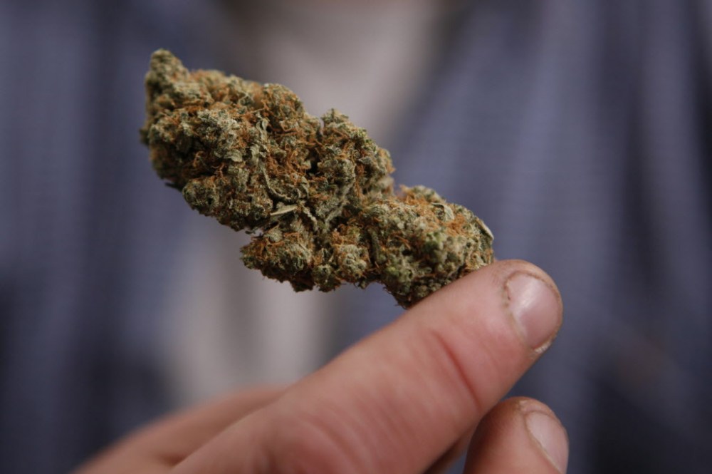 ROBERT F. BUKATY / THE CANADIAN PRESS FILES
A bud of legal marijuana. If approved, the Medical Manitoba Green Inc. factory in Portage would be a Manitoba first.