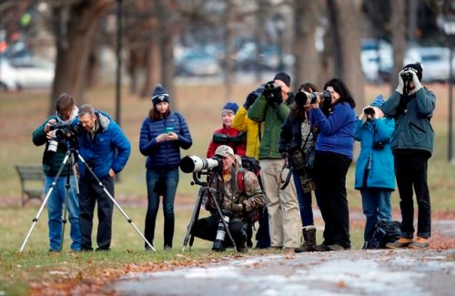 Birders watch and photograph a great black hawk at Deering Oaks Park, Friday, Nov. 30, 2018, in Portland, Maine. Audubon has called it potentially the first record of the species in the U.S. (AP Photo/Robert F. Bukaty)