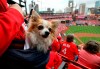 Snuggles, a long haired Chihuahua service dog, takes in the scene from a pouch on her owner Julie Ramsy's hip during opening ceremonies at Busch Stadium on Opening Day of the St. Louis Cardinals' season, against the San Diego Padres, in St. Louis, Friday, April 5, 2019. (David Carson/St. Louis Post-Dispatch via AP)
