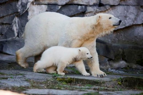 The polar bear Tonja and her cub Hertha walk in their enclosure, after the announcing of the cub's name, at the Tierpark zoo in Berlin, Tuesday, April 2, 2019. The Berlin soccer club is the sponsor of the bear and decide for the name of the animal, who was born Dec. 1, 2018 at the Tierpark. (AP Photo/Markus Schreiber)