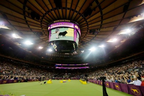 Colton,a schipperke, arrives for Best in Show at the 143rd Westminster Kennel Club Dog Show Tuesday, Feb. 12, 2019, in New York. King, a wire fox terrier, won Best in Show. A day after earning a coveted spot in the final ring of seven, Colton was ruled ineligible for best in show. There was a conflict of interest ‚Äî Green's longtime partner has co-owned dogs with one of Colton's co-owners. Colton was allowed to run around the ring, then was excused. (AP Photo/Frank Franklin II)