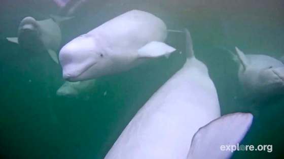 This July 2016 photo provided by Explore.org shows a view of a beluga whale from a webcam gathered in the Churchill River in Hudson Bay.