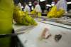 JOHN WOODS / WINNIPEG FREE PRESS FILES
A filleting processing line at the Freshwater Fish Marketing Corp. in Winnipeg.