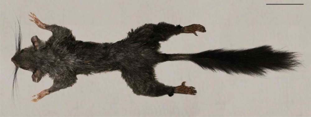 STEVEN HERITAGE PHOTO
The Zenkerella insignis specimen was found on Bioko, an island off Equatorial Guinea.