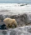 JIM COLLINSON PHOTO
A polar bear scrounges for food at the Churchill dump in 1967. To the left, unseen, a Dene is doing the same thing, but with a fire in an old fuel drum to warm it up.