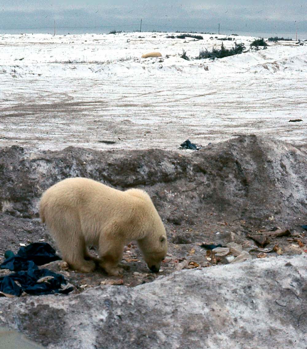 JIM COLLINSON PHOTO
A polar bear scrounges for food at the Churchill dump in 1967. To the left, unseen, a Dene is doing the same thing, but with a fire in an old fuel drum to warm it up.